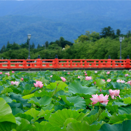 高田城址公園観蓮会